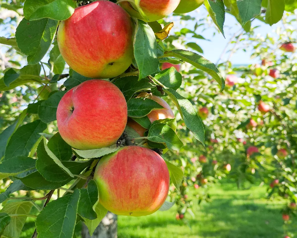 Honeycrisp Apple Trees for Sale - Buying & Growing Guide 