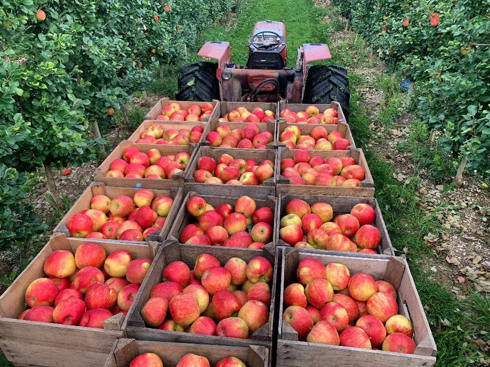 Honeycrisp Apple Tree  Grow Organic Apples At Home - PlantingTree