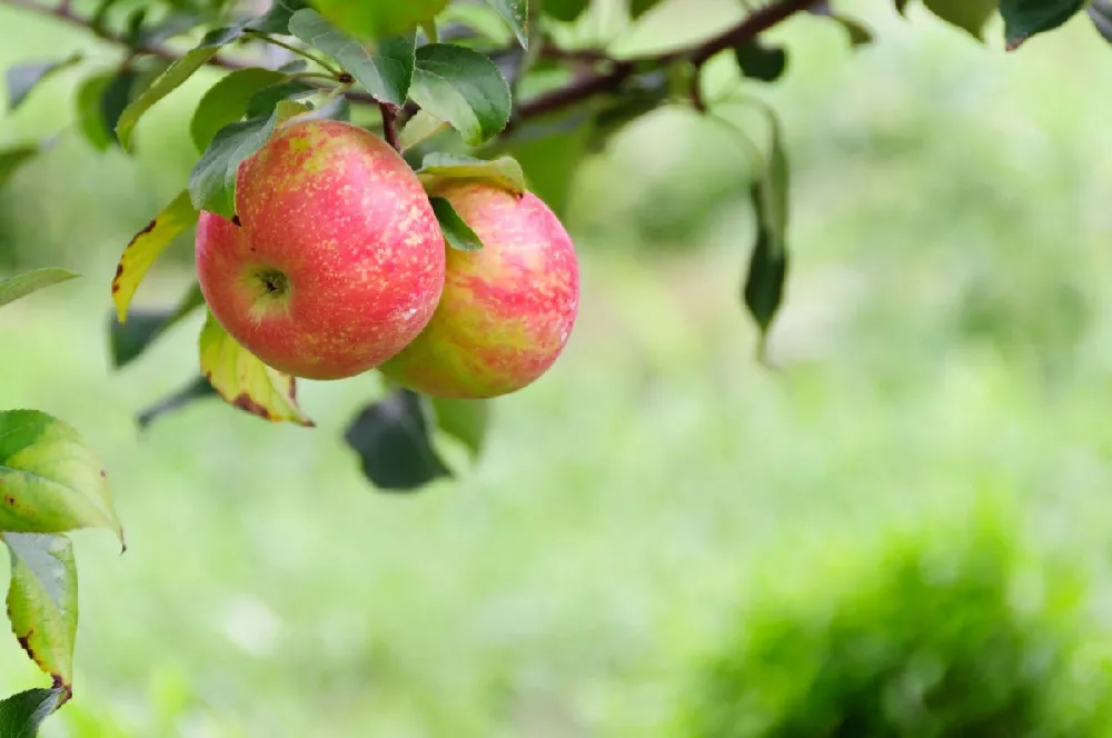 Honeycrisp™ & Cortland Twisted Apple Tree