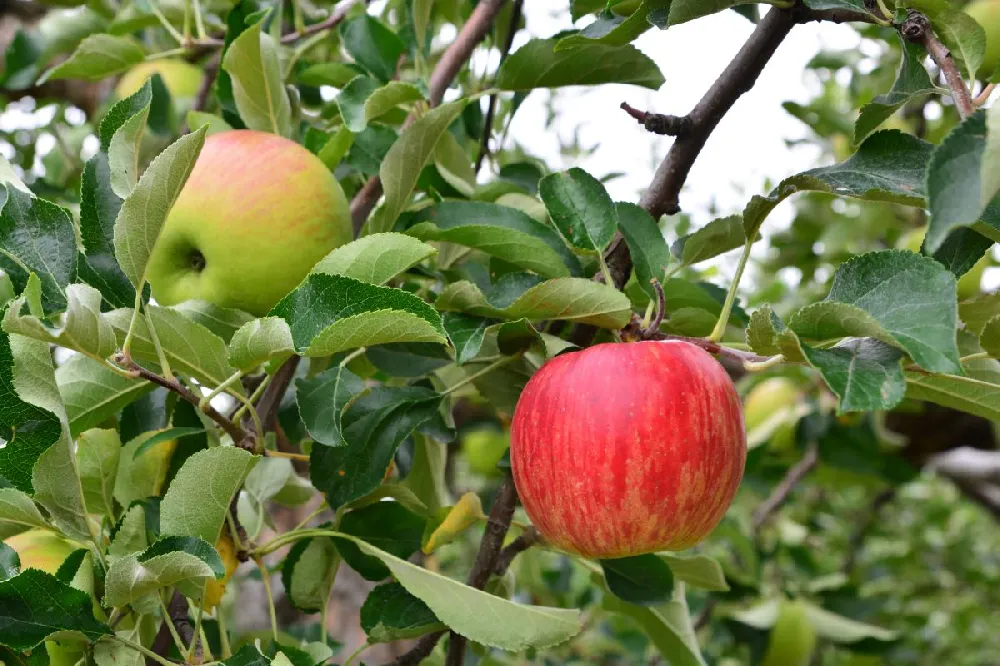 Honeycrisp™ & Sweet Sixteen Twisted Apple Tree