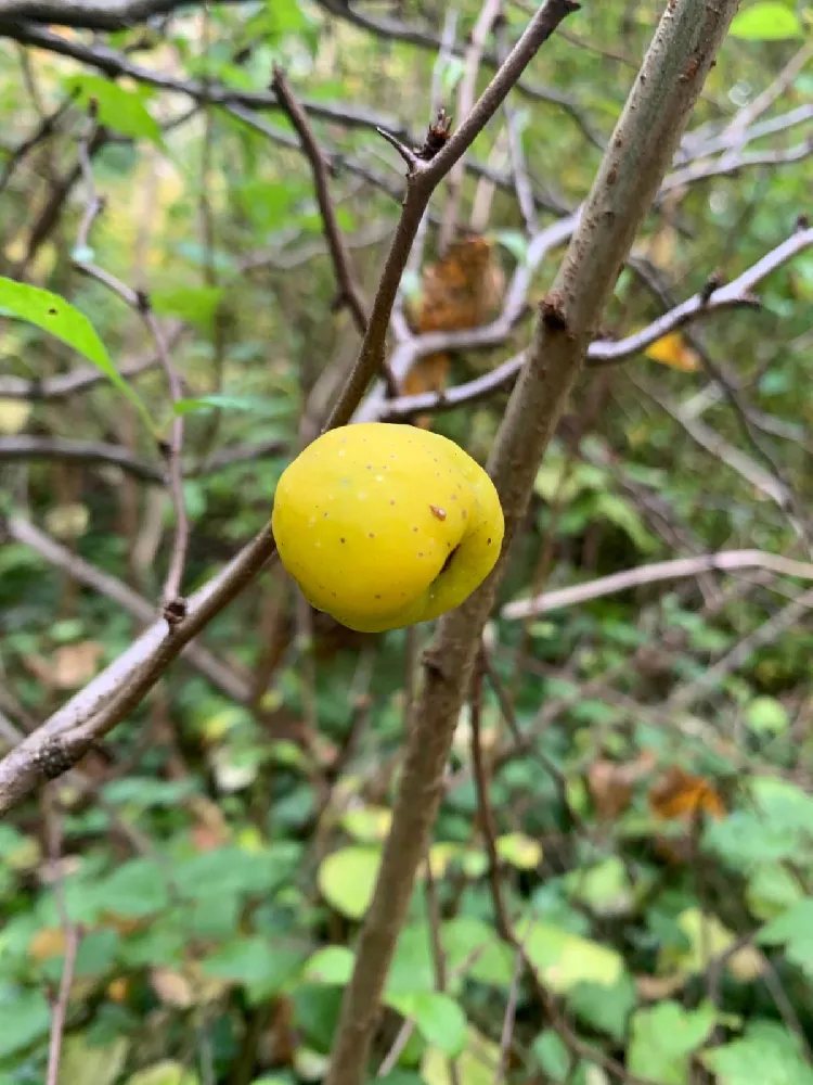 Honeygold Apple Tree