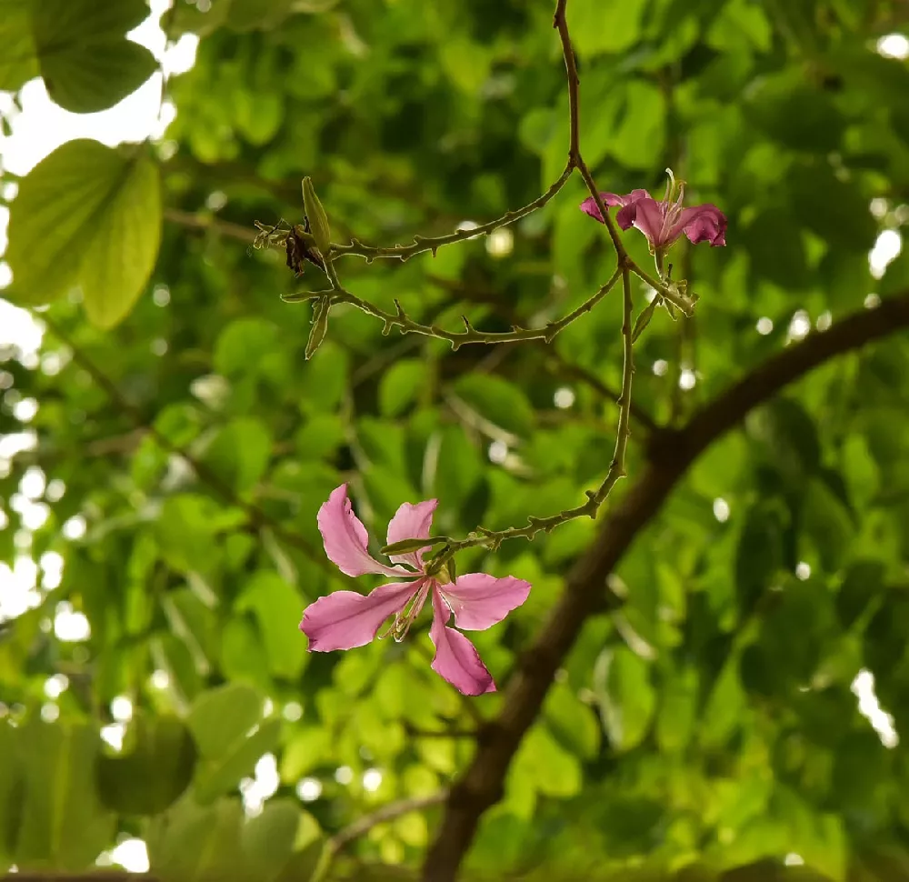 Hong Kong Orchid Tree