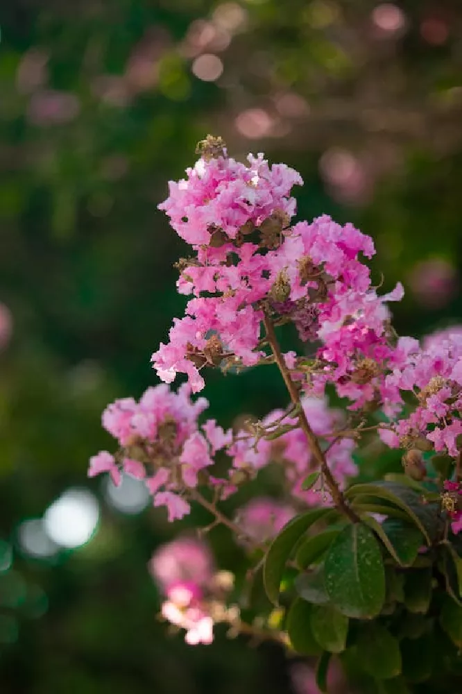 Hopi Crape Myrtle