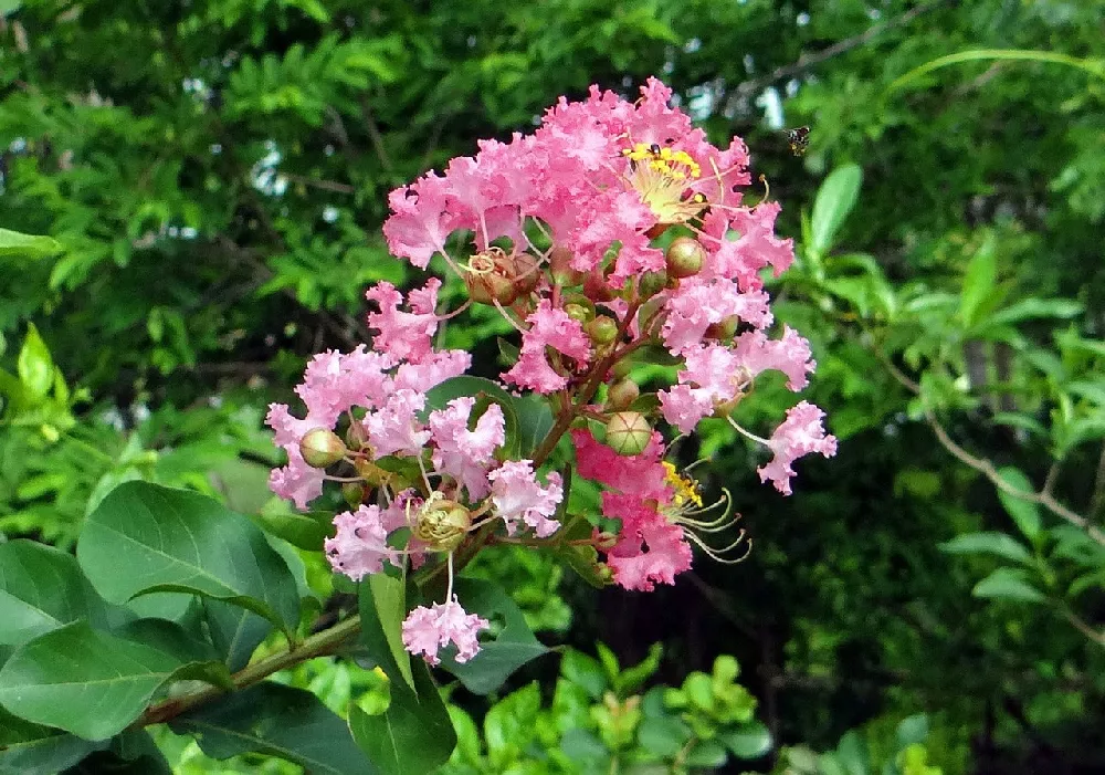 Hopi Crape Myrtle 2