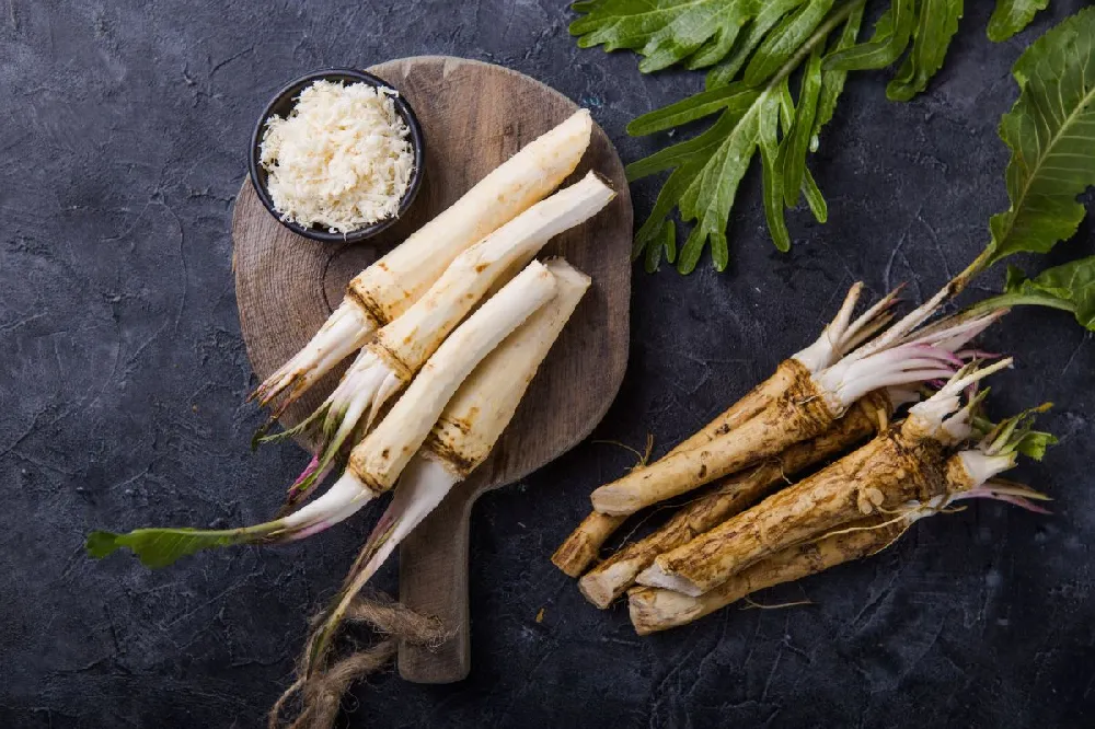 Horseradish Plant