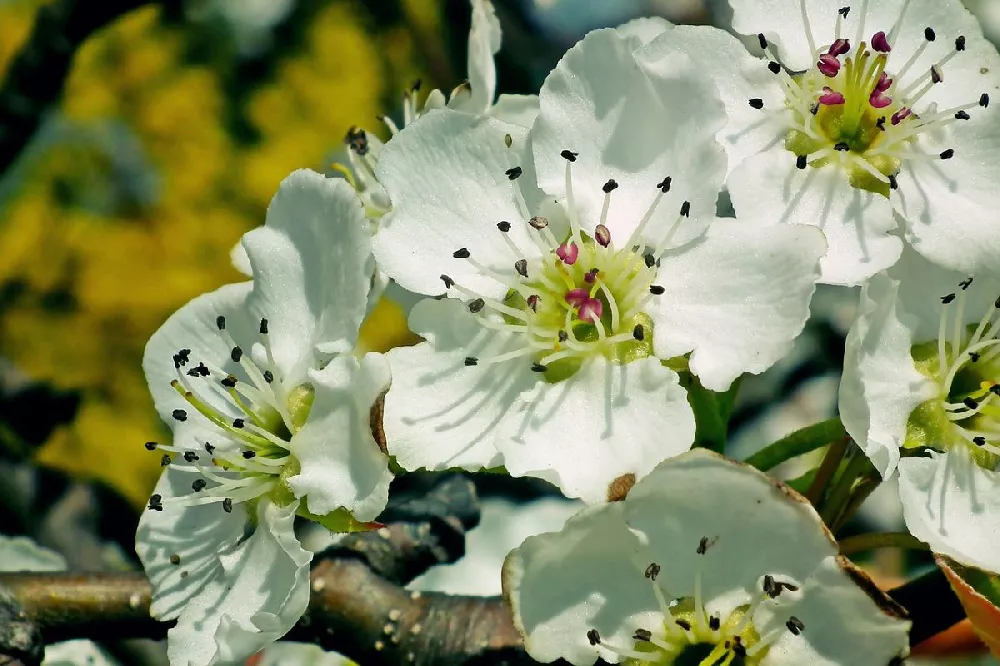 Hosui Asian Pear Tree 2