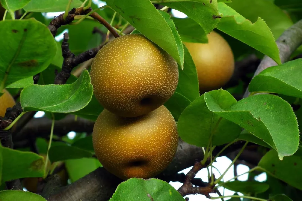 Hosui Asian Pear Tree 1