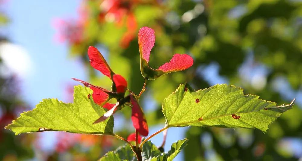 Hot Wings® Maple Tree