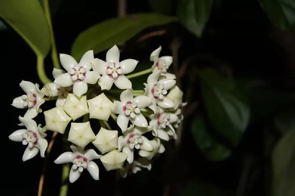 Hindu Rope Plant