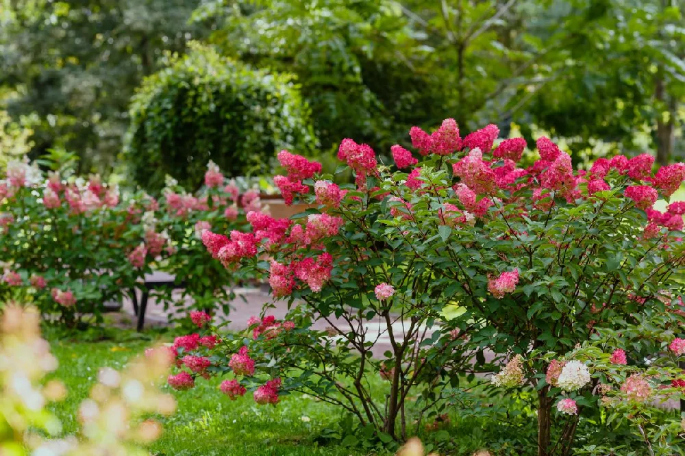 Fire Light® Hydrangea Tree