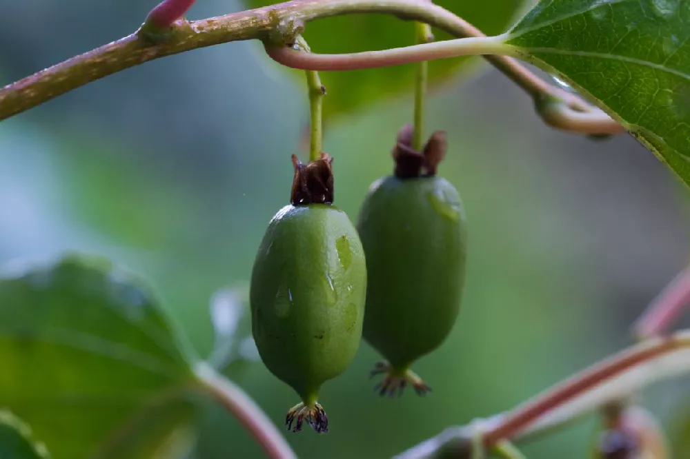 ISSAI Hardy Kiwi