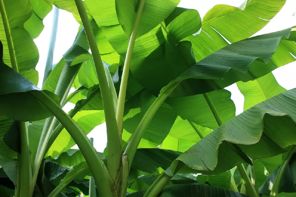 Ice Cream Banana Tree