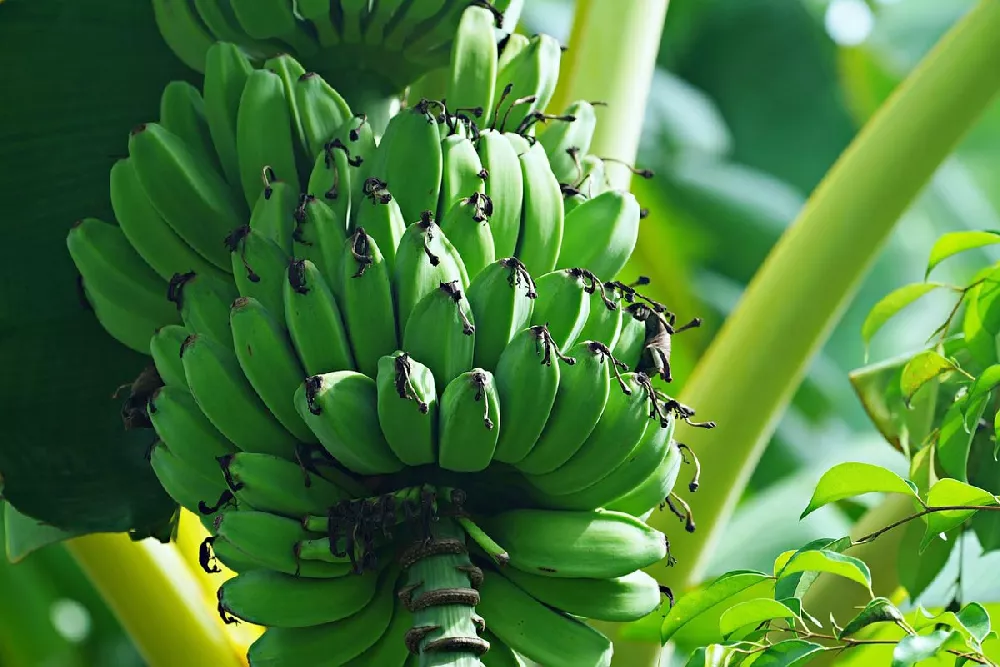 Ice Cream Banana Tree  close-up