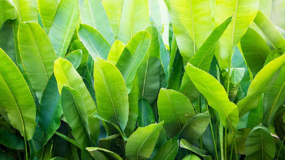 Ice Cream Banana leaves