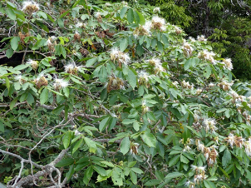 Ice Cream Bean Live Plant (Inga Edulis)