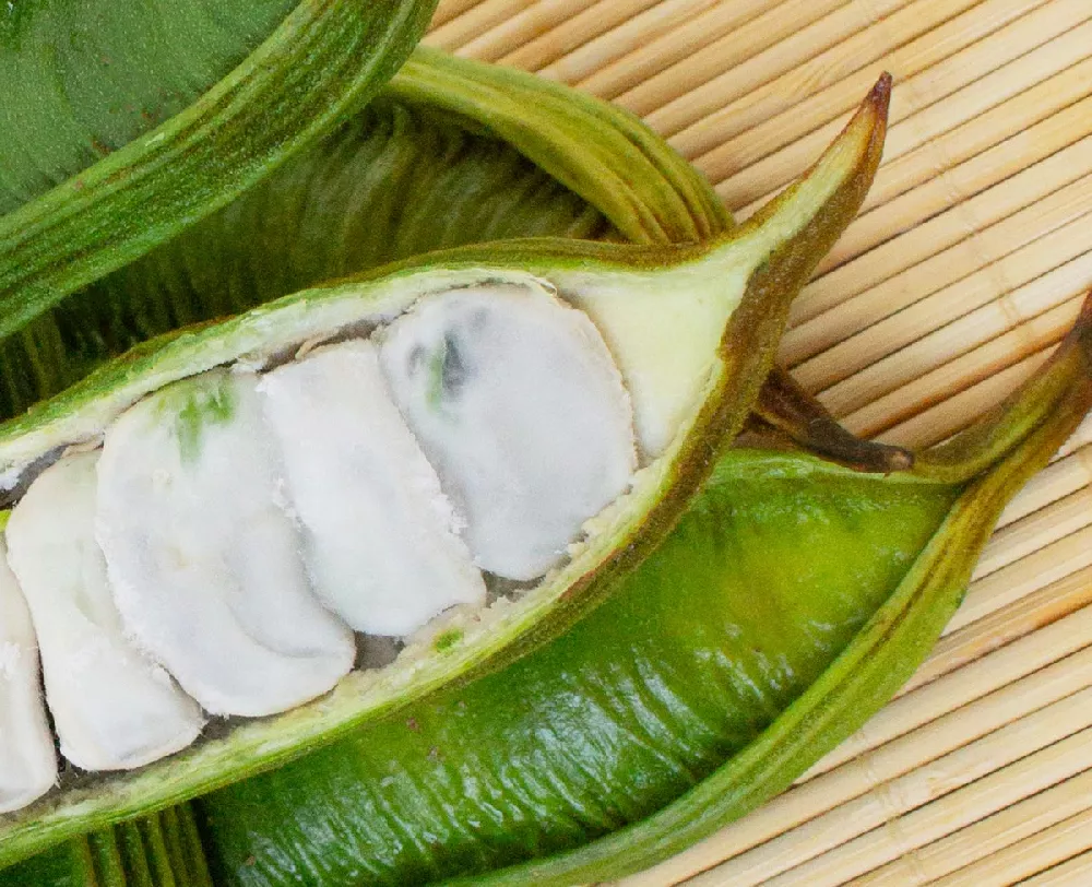 Ice Cream Bean close-up