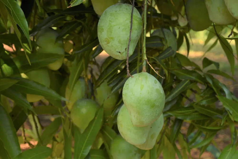 Ice Cream Mango Tree