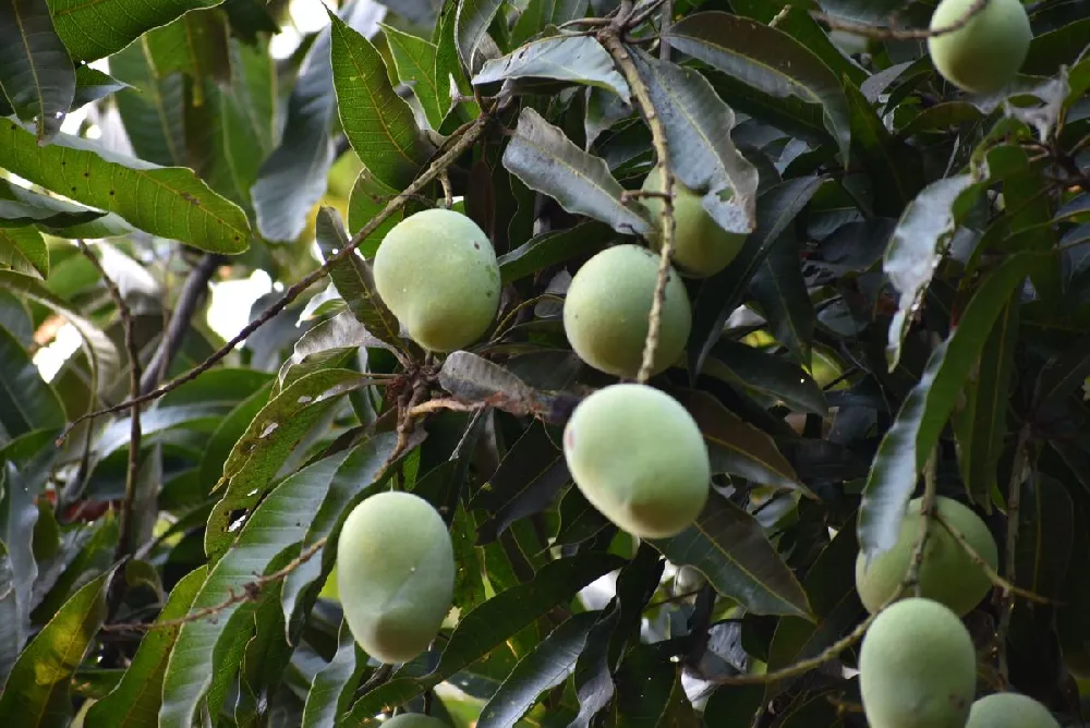 Ice Cream Mango Tree