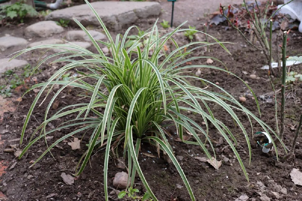 Ice Dance Sedge Plant