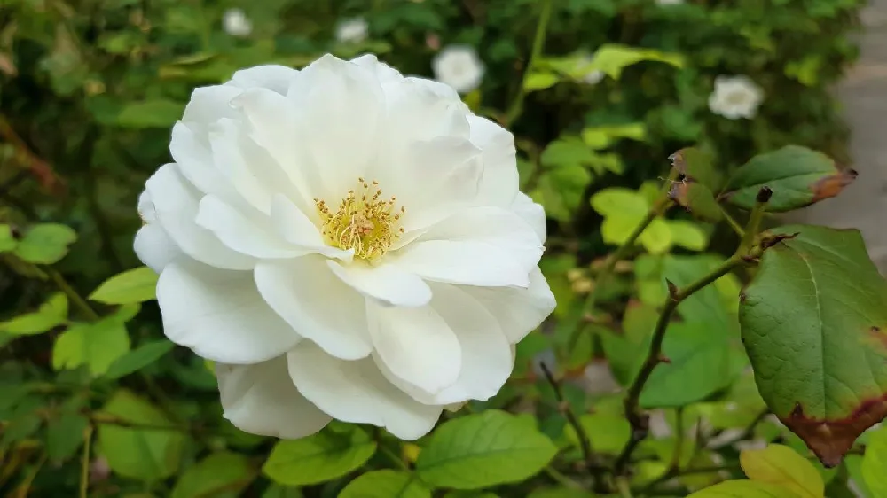 Iceberg Rose