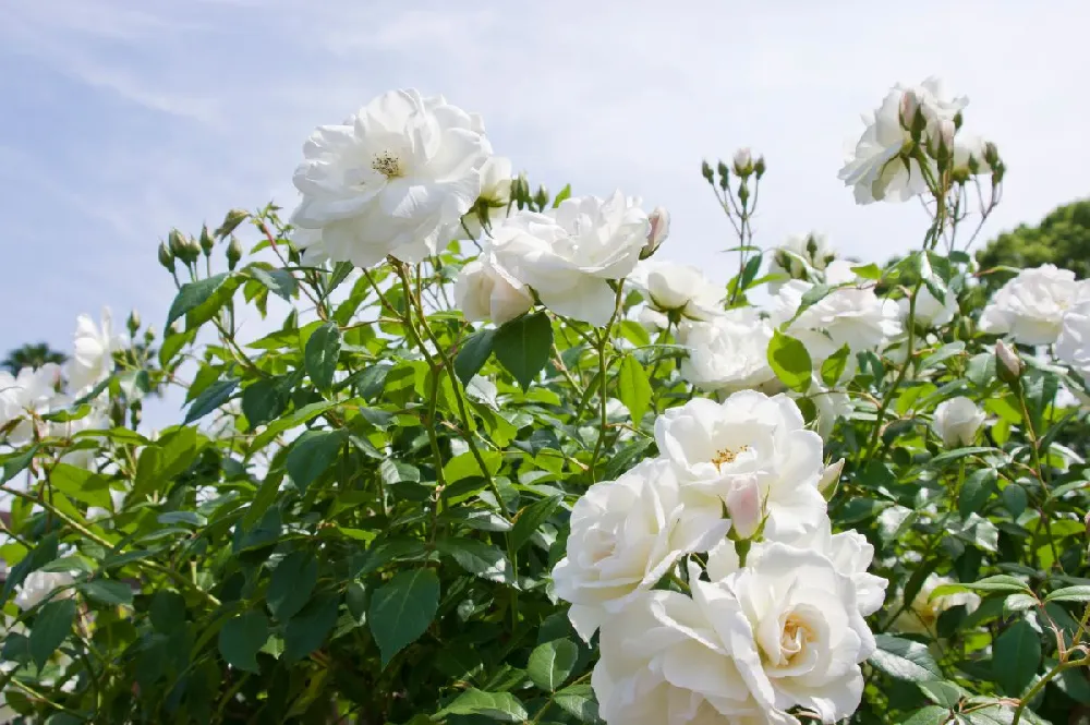 Iceberg Rose Tree