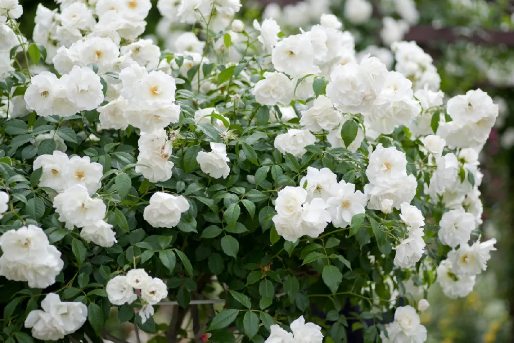 Iceberg Rose Tree