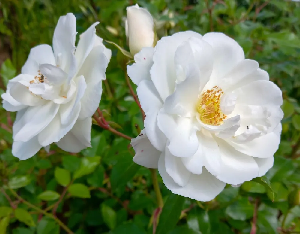 Iceberg Rose Tree