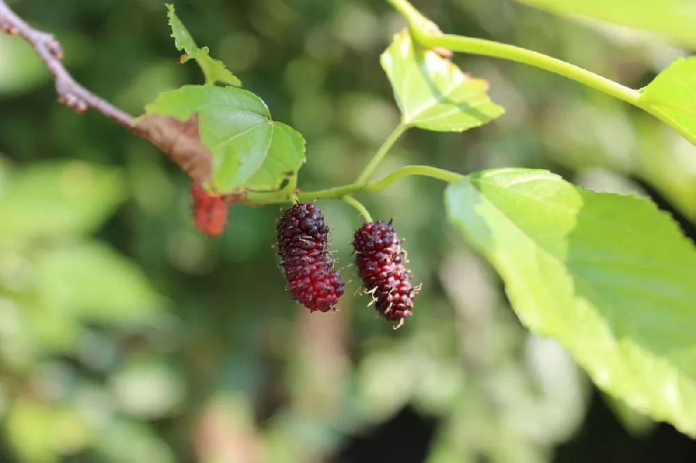 Illinois Everbearing Mulberry 2