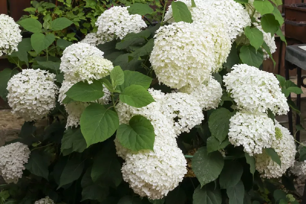 Incrediball® Hydrangea Shrub