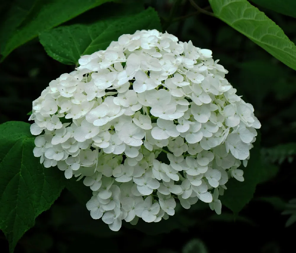 Incrediball® Hydrangea Shrub