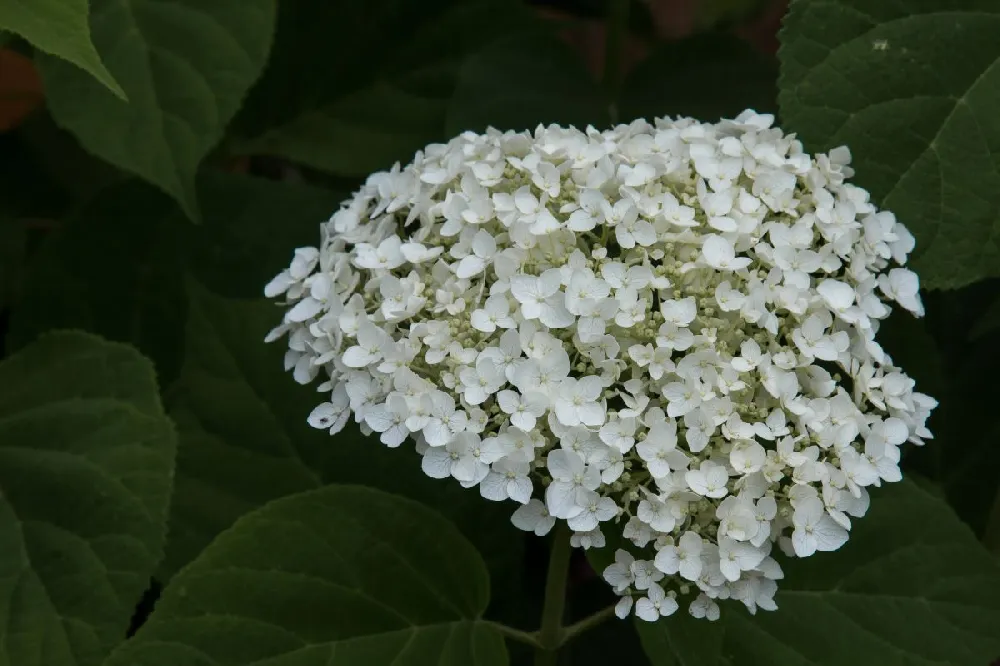 Incrediball® Hydrangea Shrub