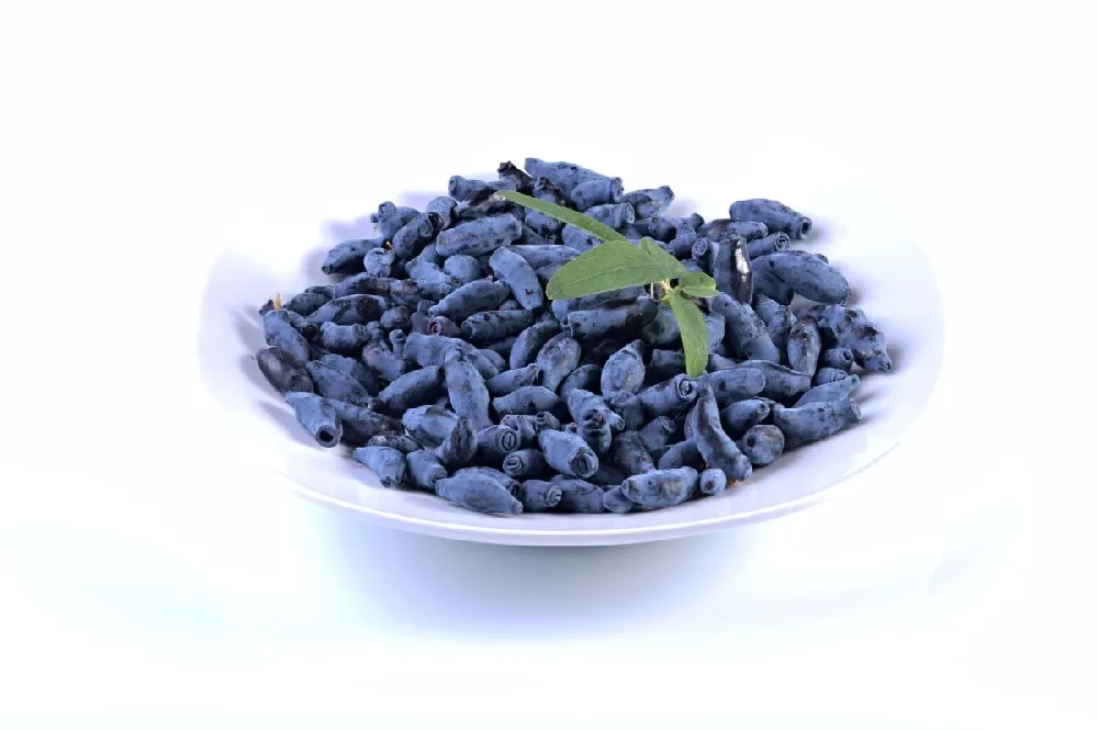 Indigo Treat Haskap (Honeyberry)