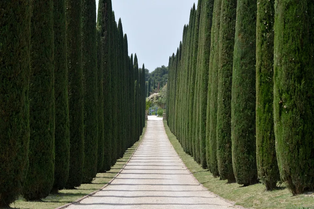 Italian Cypress 3