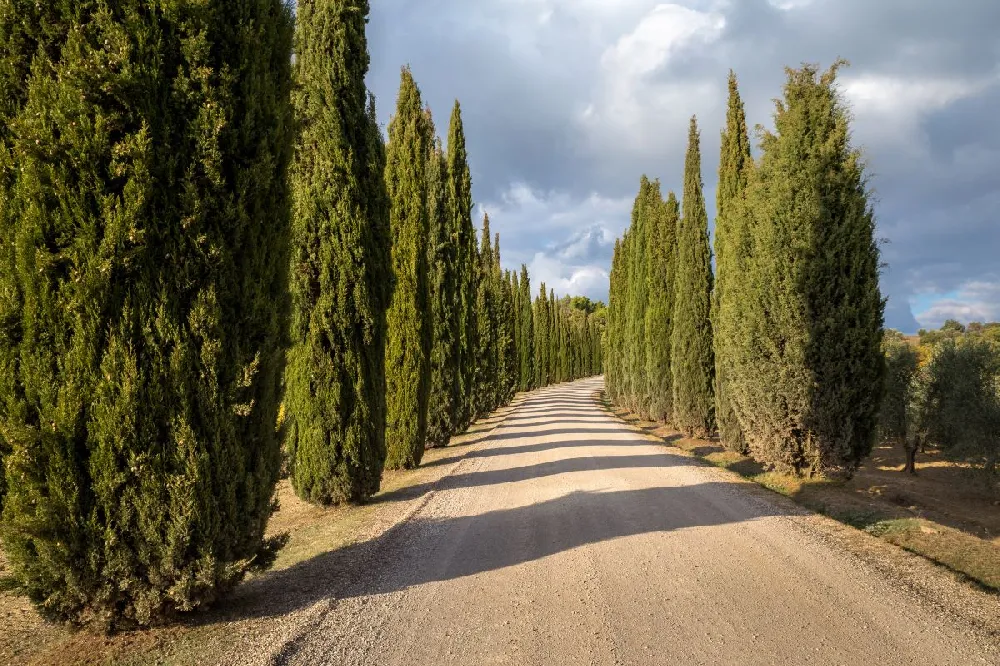 Italian Cypress