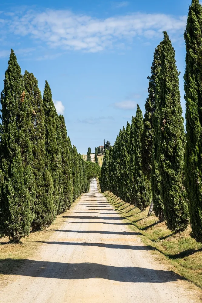 Italian Cypress Tree