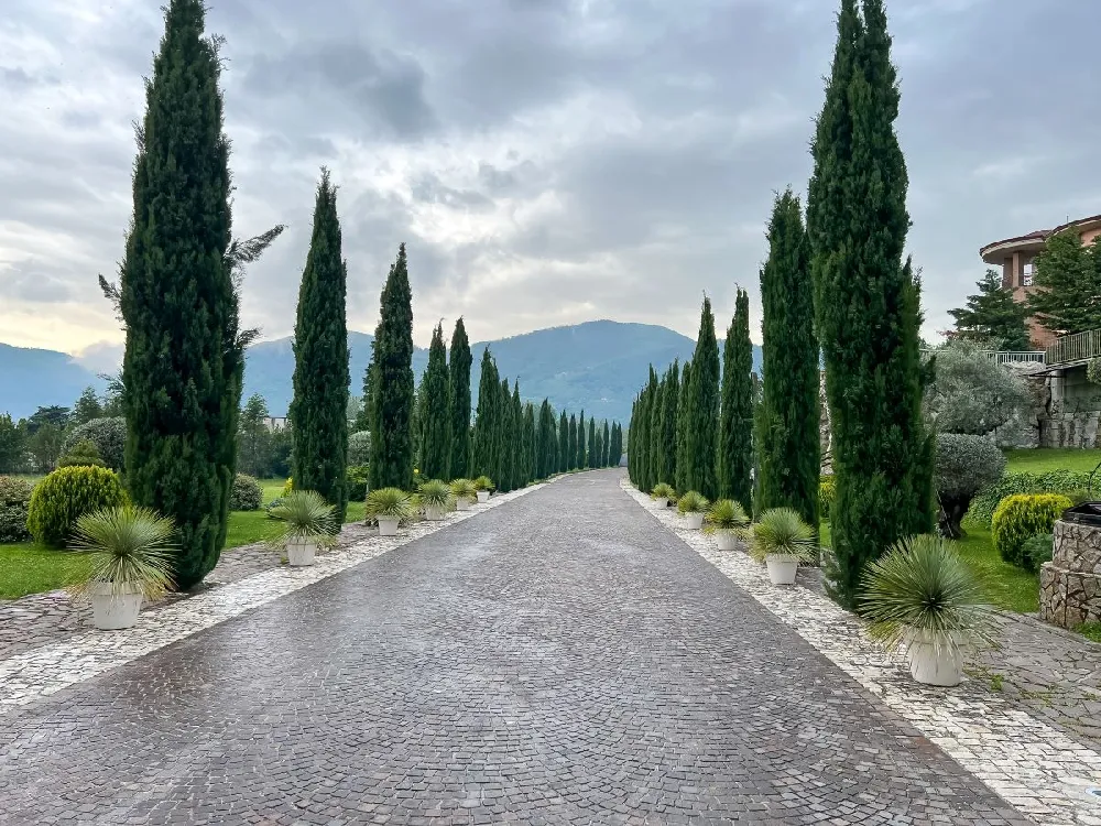 Italian Cypress