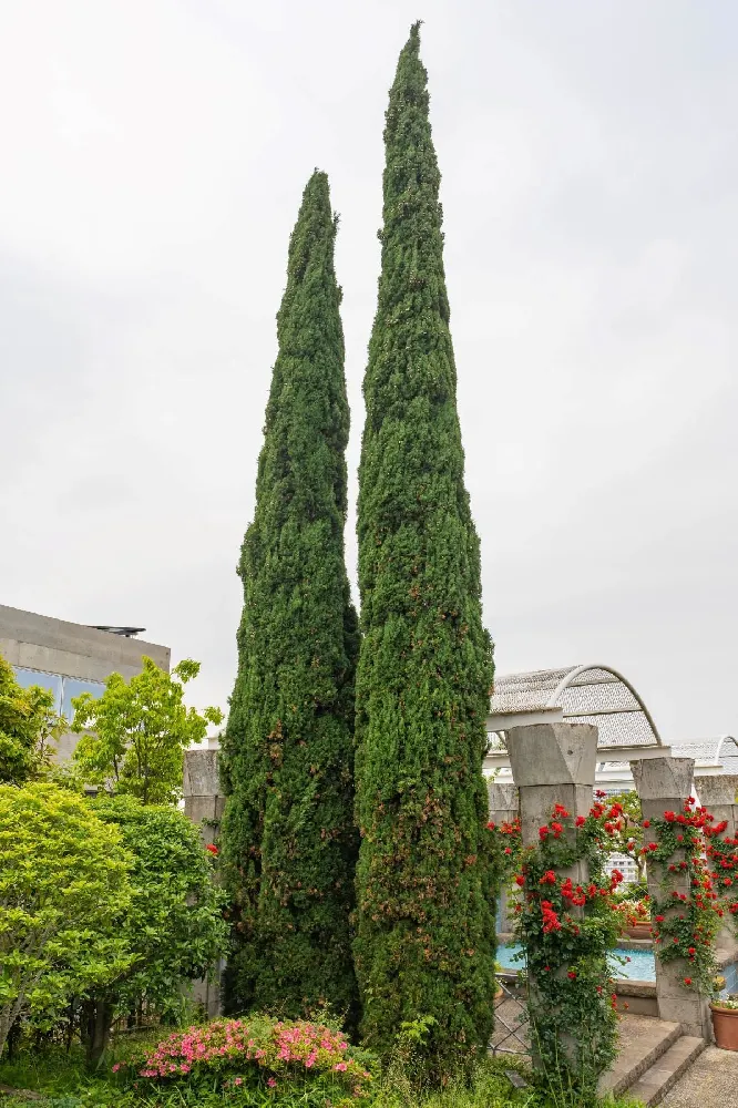 Mediterranean Cypress