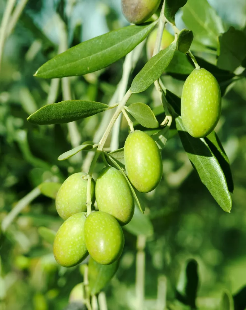Italian Olive Tree
