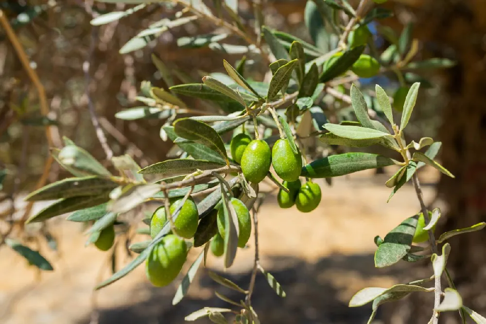 Italian Olive Tree