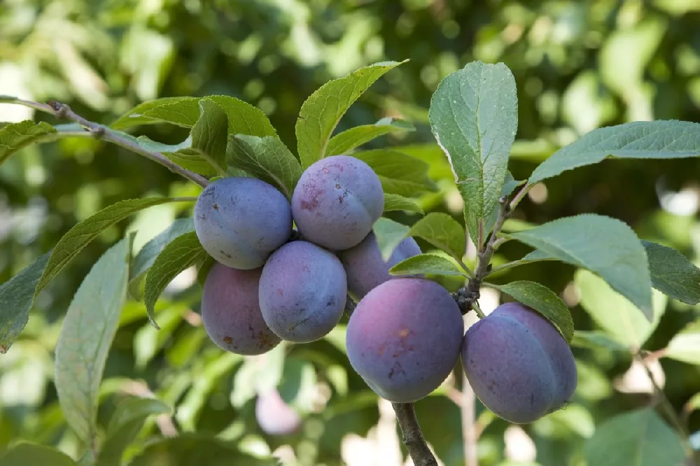 Italian Plum Tree