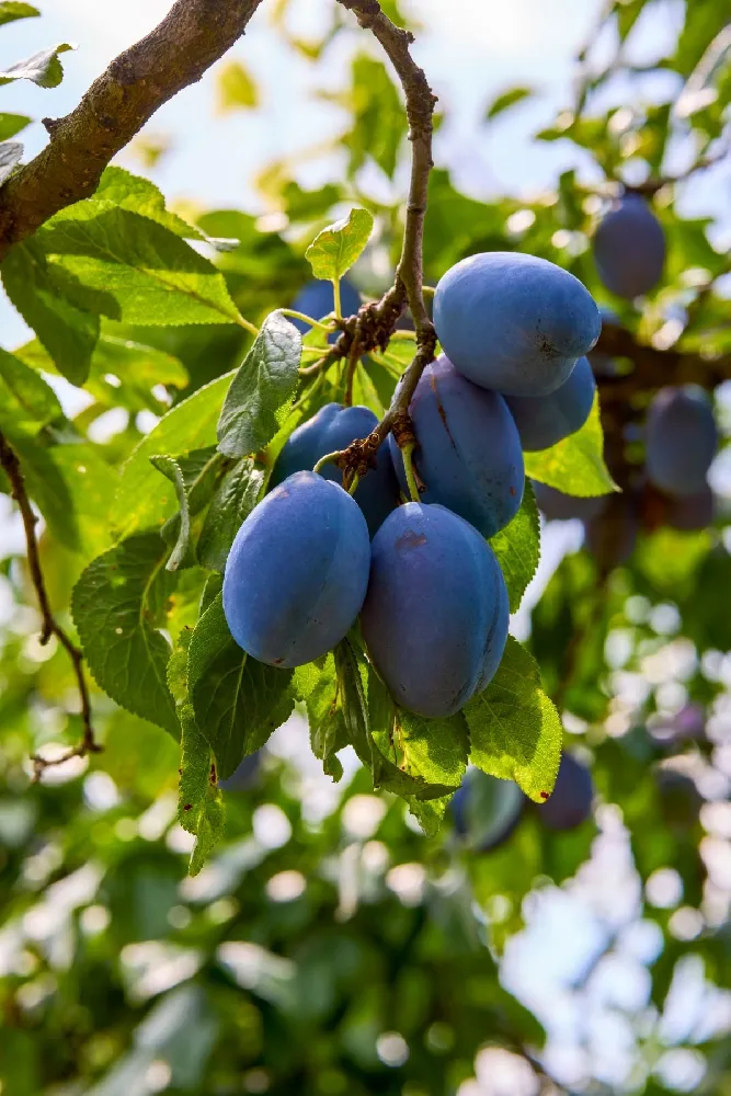 Italian Plum Tree