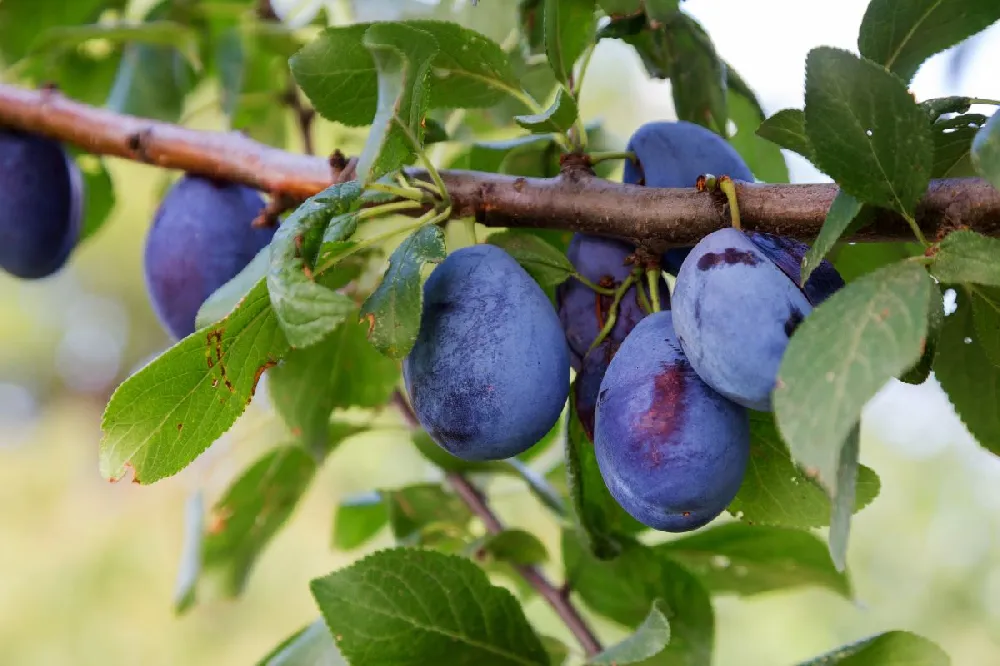 Italian Plum Tree