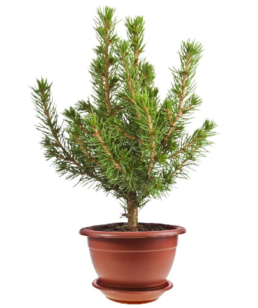 Italian Stone Pine Tree in Decorative Pot