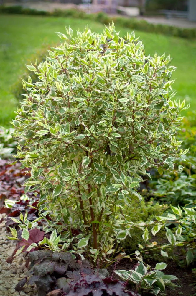 Ivory Halo Dogwood Shrub