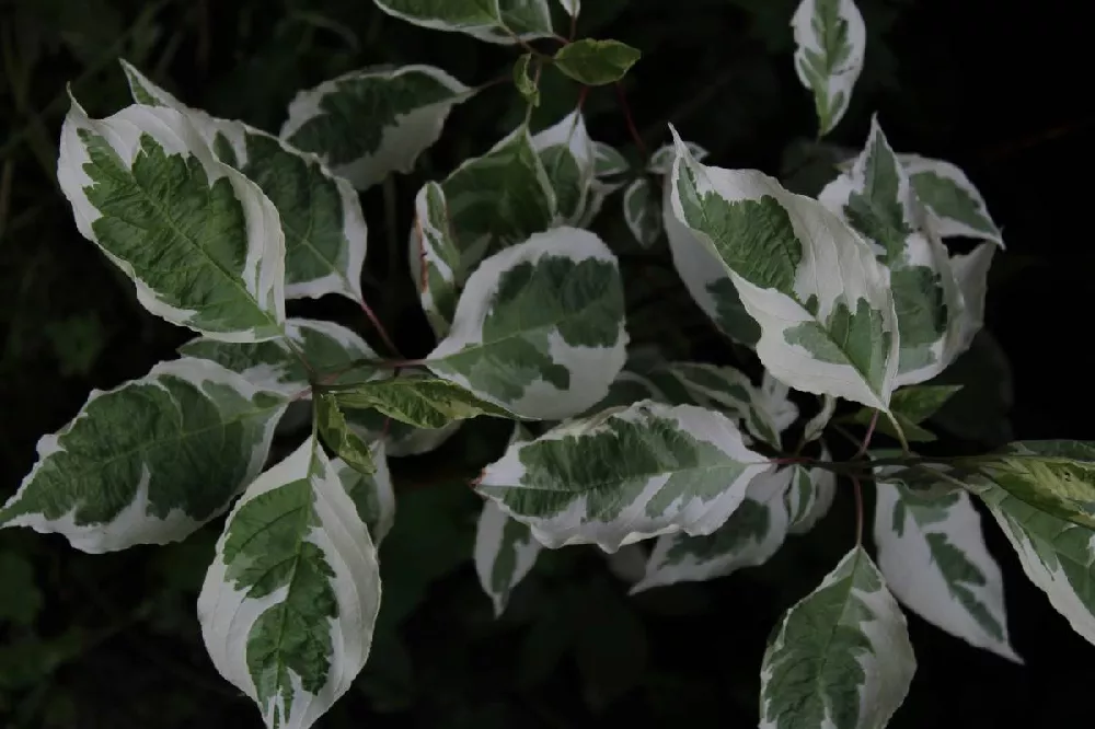 Ivory Halo Dogwood Shrub