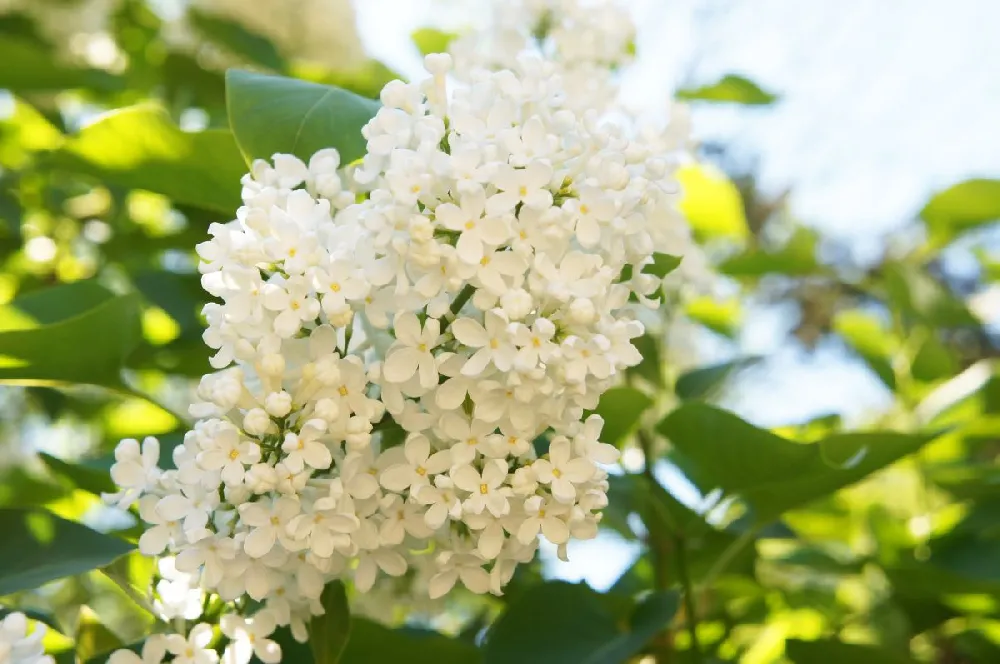 Ivory Silk Japanese Lilac Tree