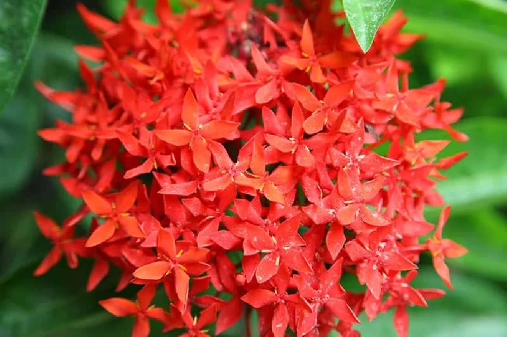 Red Dwarf Ixora