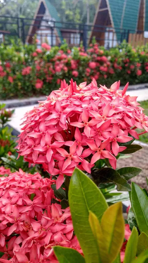 Pink Dwarf Ixora