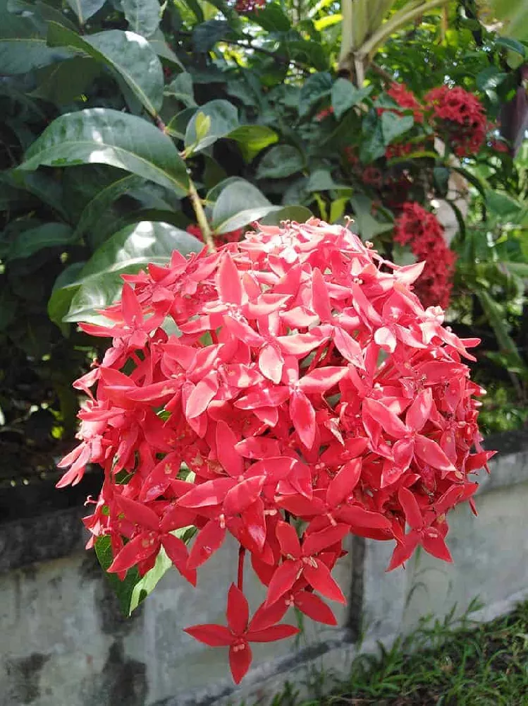 Dwarf Ixora