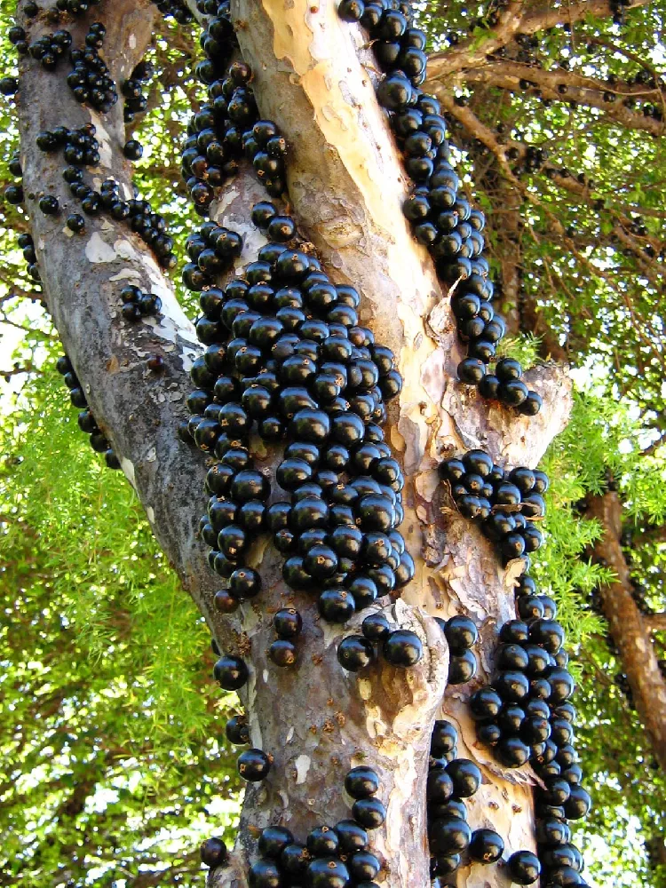 Jaboticaba